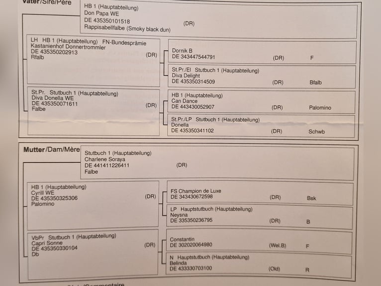 Niemiecki kuc wierzchowy Klacz 2 lat 146 cm Izabelowata in Warendorf