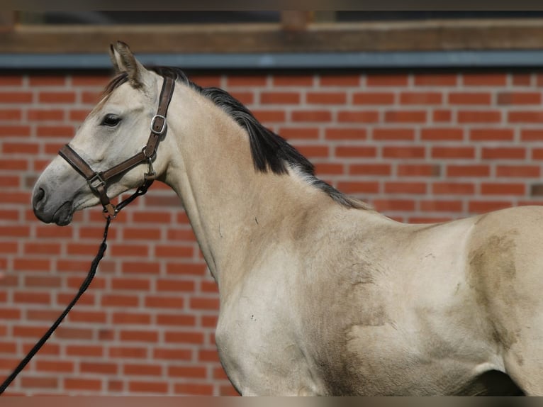 Niemiecki kuc wierzchowy Klacz 2 lat 147 cm Jelenia in Rehburg-Loccum Münchehagen