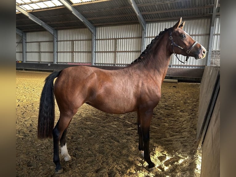 Niemiecki kuc wierzchowy Klacz 2 lat 152 cm Ciemnogniada in Xanten
