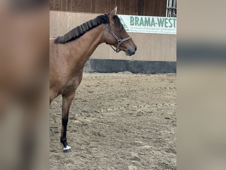 Niemiecki kuc wierzchowy Klacz 2 lat 152 cm Jelenia in WegelebenWegeleben