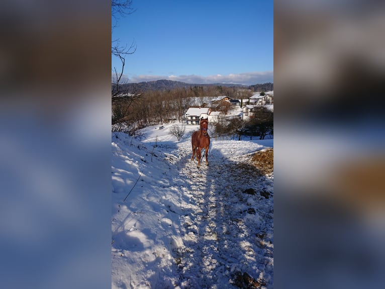 Niemiecki kuc wierzchowy Klacz 3 lat 126 cm Może być siwy in Ringelai