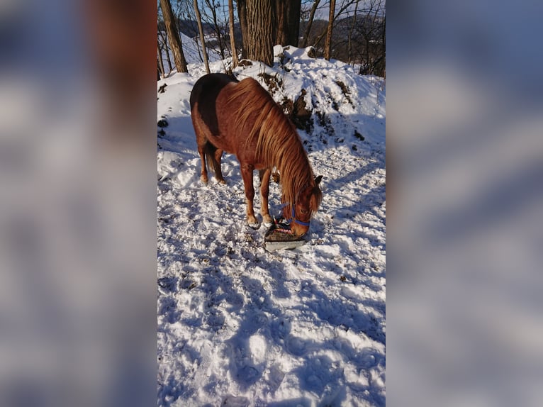 Niemiecki kuc wierzchowy Klacz 3 lat 126 cm Może być siwy in Ringelai