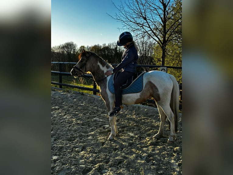 Niemiecki kuc wierzchowy Mix Klacz 3 lat 136 cm Jelenia in Wiehl