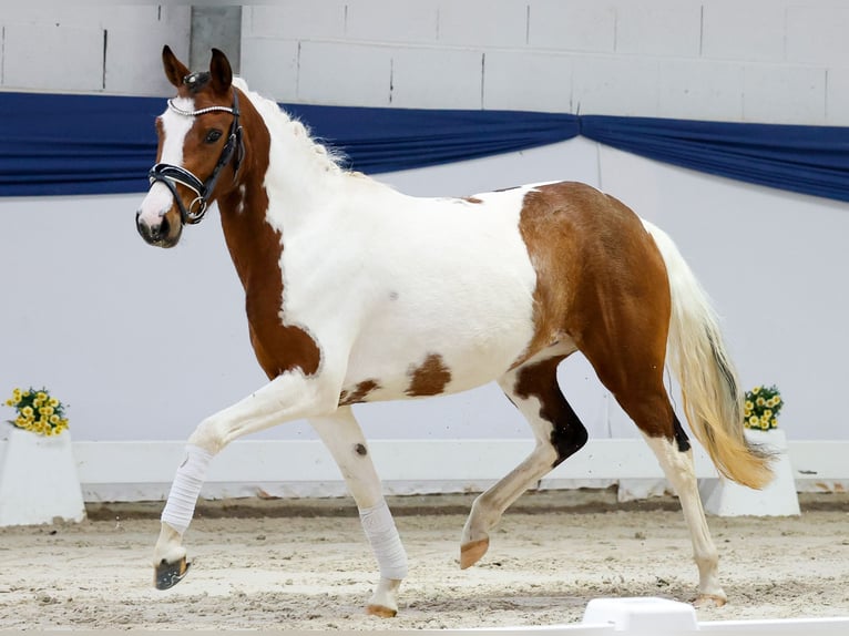 Niemiecki kuc wierzchowy Klacz 3 lat 138 cm Srokata in Marsberg