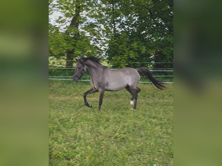 Niemiecki kuc wierzchowy Klacz 3 lat 140 cm Bułana in Wolferstadt