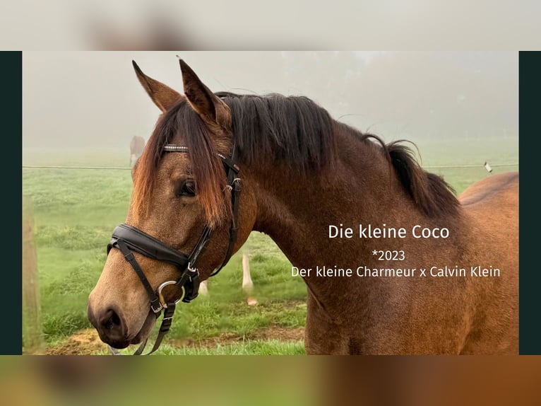 Niemiecki kuc wierzchowy Klacz 3 lat 140 cm Jelenia in Menslage