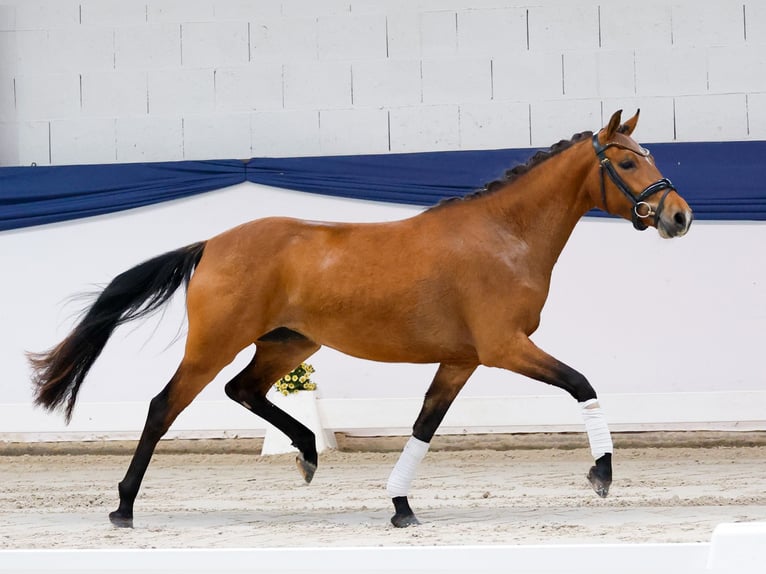 Niemiecki kuc wierzchowy Klacz 3 lat 141 cm Gniada in Marsberg