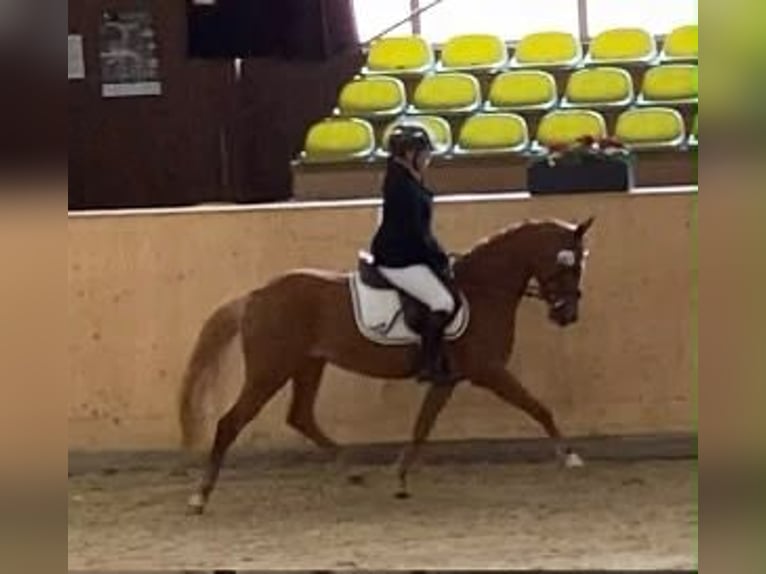 Niemiecki kuc wierzchowy Klacz 3 lat 141 cm Kasztanowata in Trochtelfingen