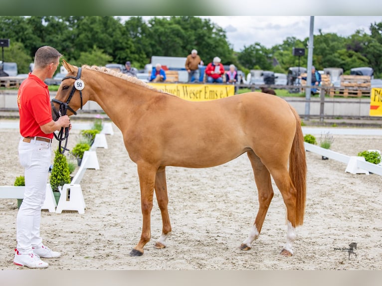 Niemiecki kuc wierzchowy Klacz 3 lat 142 cm Bułana in Badbergen