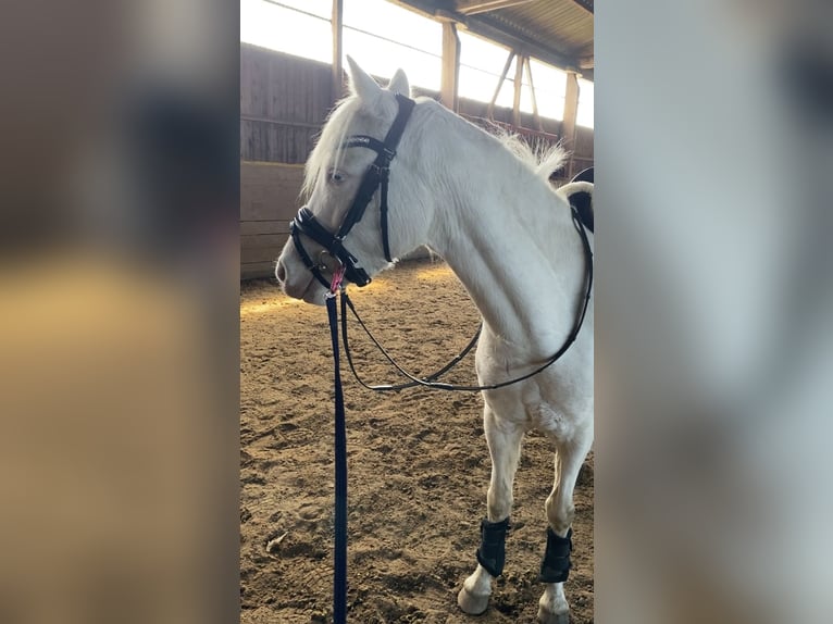 Niemiecki kuc wierzchowy Klacz 3 lat 142 cm Cremello in Zarpen
