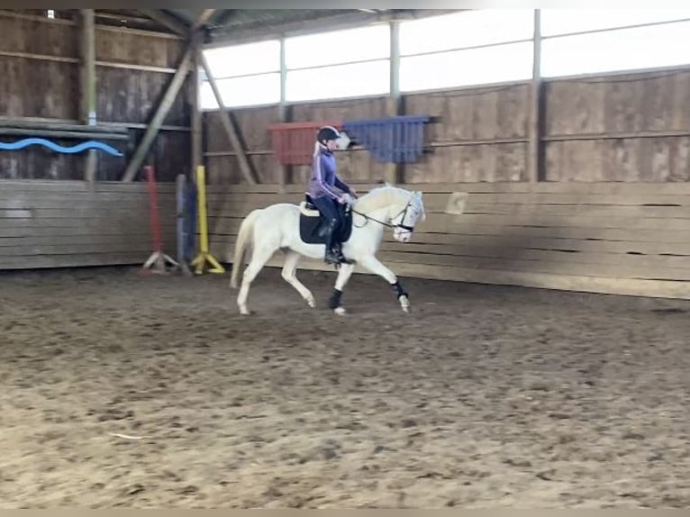 Niemiecki kuc wierzchowy Klacz 3 lat 142 cm Cremello in Zarpen