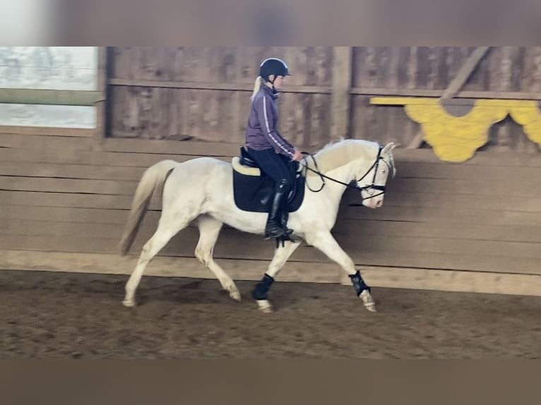Niemiecki kuc wierzchowy Klacz 3 lat 142 cm Cremello in Zarpen