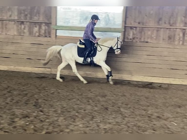 Niemiecki kuc wierzchowy Klacz 3 lat 142 cm Cremello in Zarpen