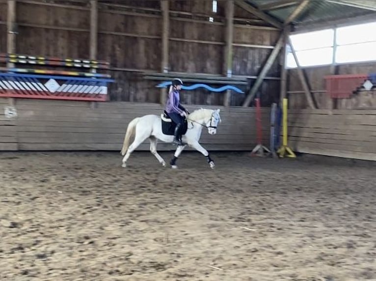Niemiecki kuc wierzchowy Klacz 3 lat 142 cm Cremello in Zarpen