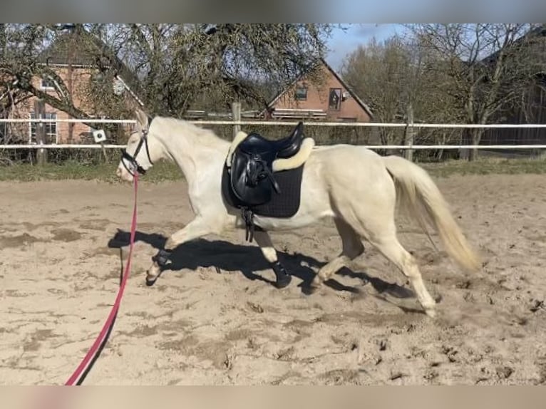 Niemiecki kuc wierzchowy Klacz 3 lat 142 cm Cremello in Zarpen