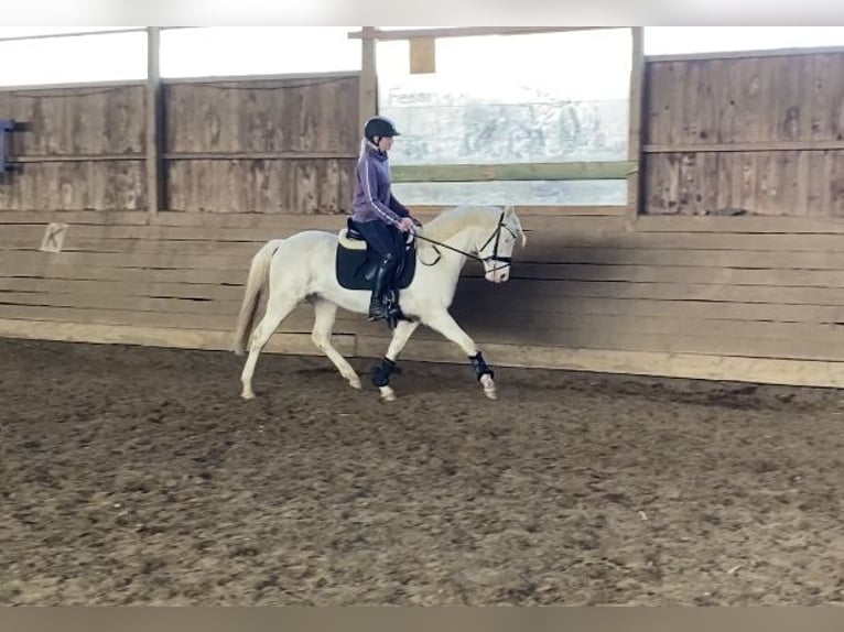 Niemiecki kuc wierzchowy Klacz 3 lat 142 cm Cremello in Zarpen