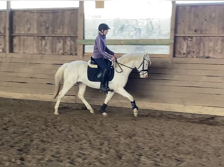 Niemiecki kuc wierzchowy Klacz 3 lat 142 cm Cremello in Zarpen