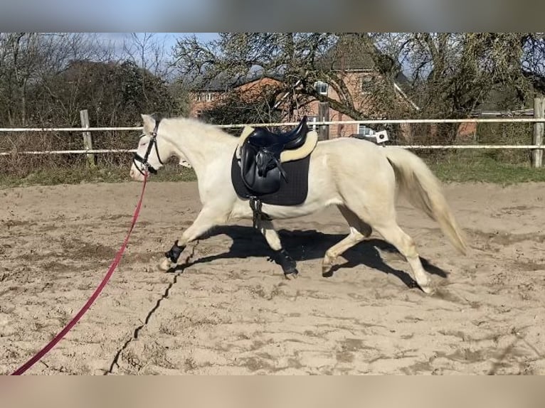 Niemiecki kuc wierzchowy Klacz 3 lat 142 cm Cremello in Zarpen