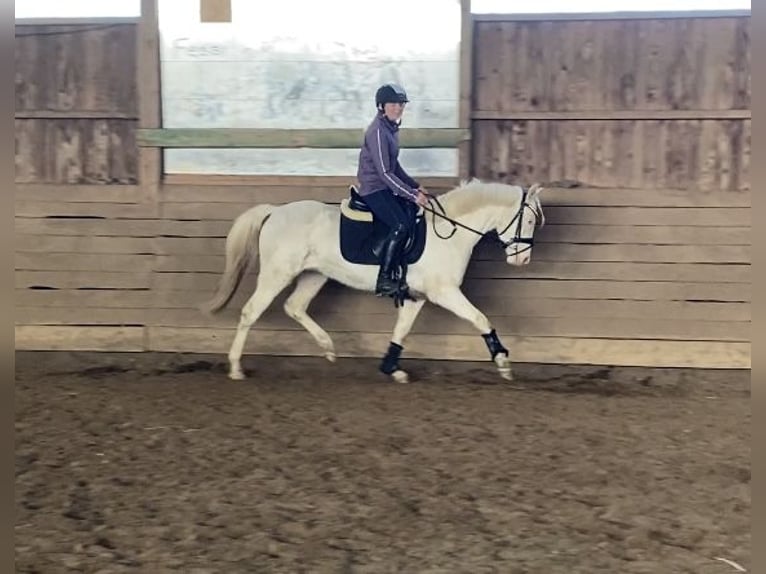 Niemiecki kuc wierzchowy Klacz 3 lat 142 cm Cremello in Zarpen