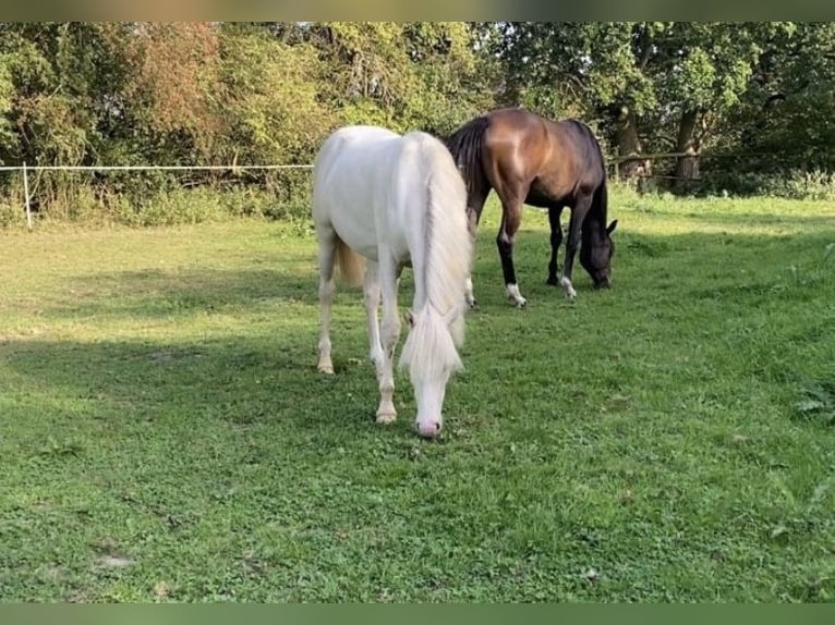 Niemiecki kuc wierzchowy Klacz 3 lat 142 cm Cremello in Zarpen