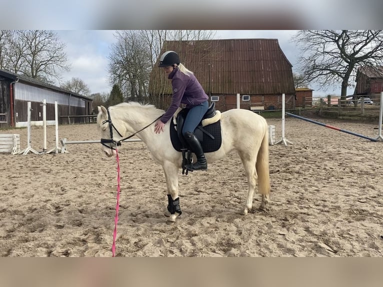 Niemiecki kuc wierzchowy Klacz 3 lat 142 cm Cremello in Zarpen