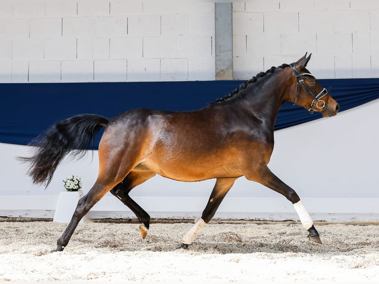 Niemiecki kuc wierzchowy Klacz 3 lat 142 cm Gniada in Marsberg