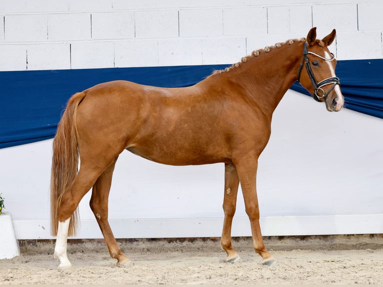 Niemiecki kuc wierzchowy Klacz 3 lat 142 cm Kasztanowata in Marsberg