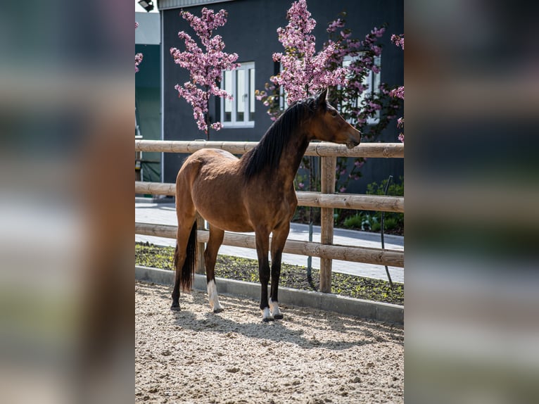 Niemiecki kuc wierzchowy Klacz 3 lat 143 cm Ciemnogniada in Neukirchen-Vluyn