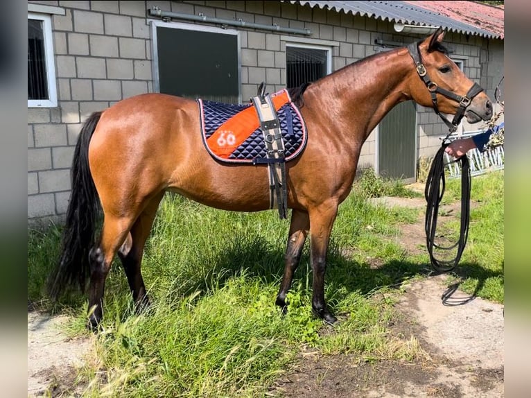 Niemiecki kuc wierzchowy Klacz 3 lat 143 cm Gniada in Goch