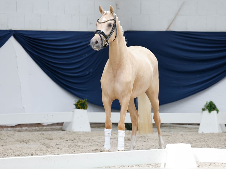 Niemiecki kuc wierzchowy Klacz 3 lat 143 cm Izabelowata in Marsberg