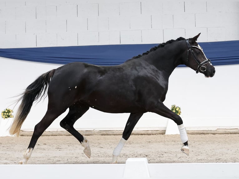 Niemiecki kuc wierzchowy Klacz 3 lat 143 cm Kara in Marsberg