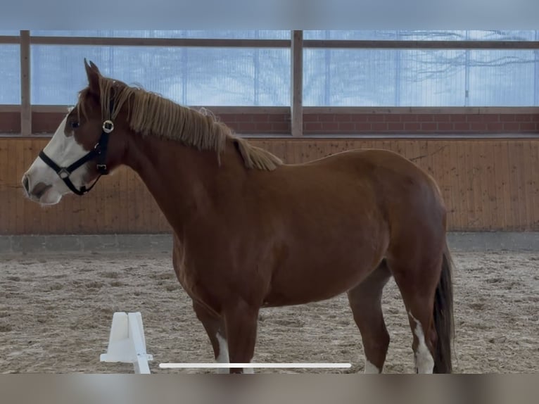 Niemiecki kuc wierzchowy Klacz 3 lat 143 cm Kasztanowata in Barver