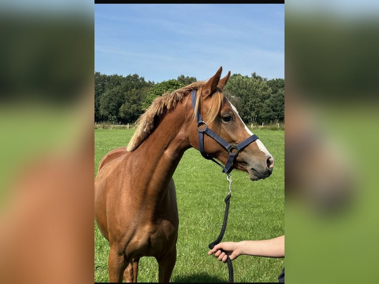 Niemiecki kuc wierzchowy Klacz 3 lat 143 cm Kasztanowata in Langwedel