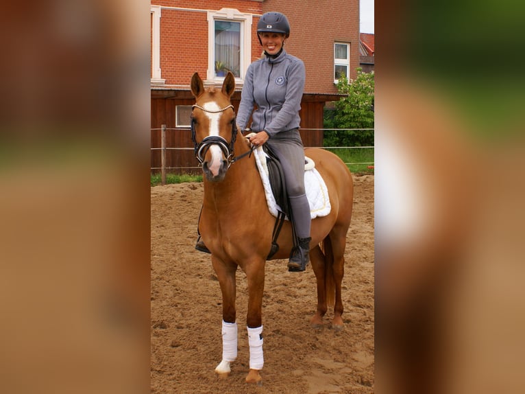 Niemiecki kuc wierzchowy Klacz 3 lat 143 cm Kasztanowata in Velpke