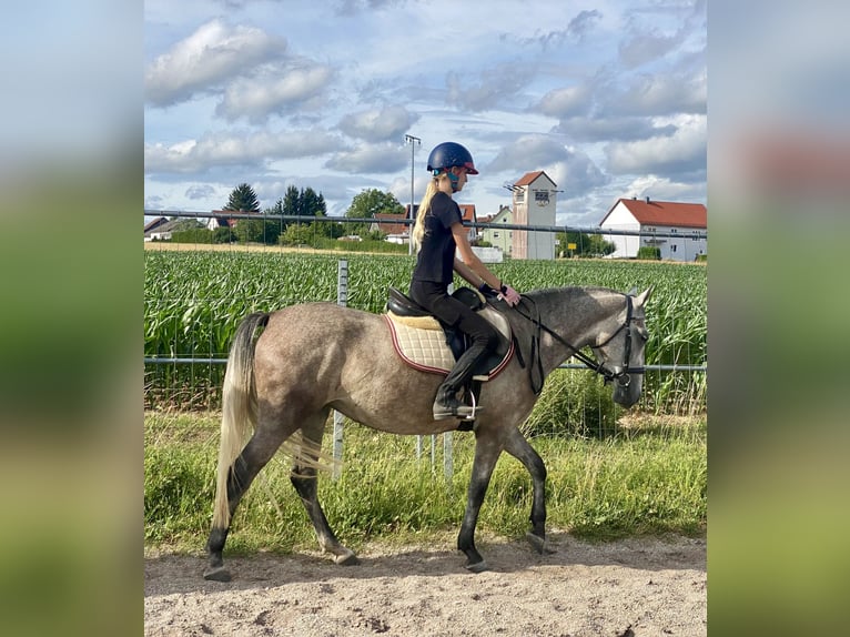Niemiecki kuc wierzchowy Mix Klacz 3 lat 143 cm Siwa in Deuerling