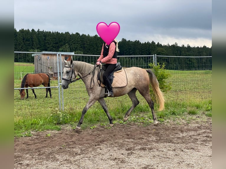 Niemiecki kuc wierzchowy Mix Klacz 3 lat 143 cm Siwa in Deuerling