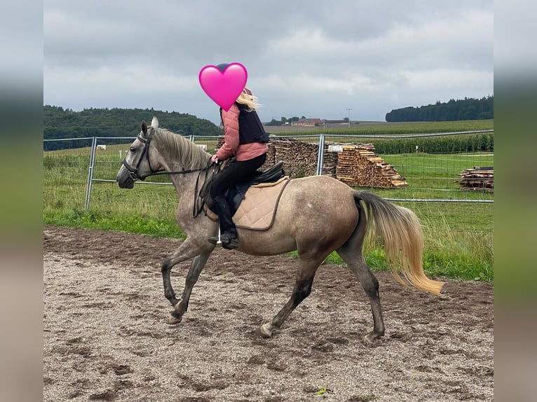 Niemiecki kuc wierzchowy Mix Klacz 3 lat 143 cm Siwa in Deuerling