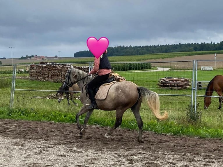 Niemiecki kuc wierzchowy Mix Klacz 3 lat 143 cm Siwa in Deuerling