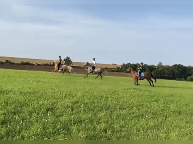 Niemiecki kuc wierzchowy Mix Klacz 3 lat 143 cm Siwa in Deuerling