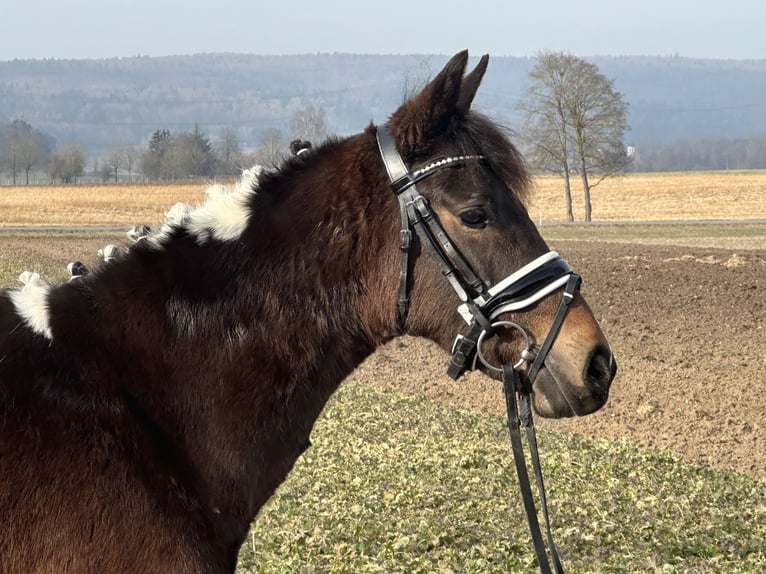 Niemiecki kuc wierzchowy Mix Klacz 3 lat 143 cm Srokata in Riedlingen