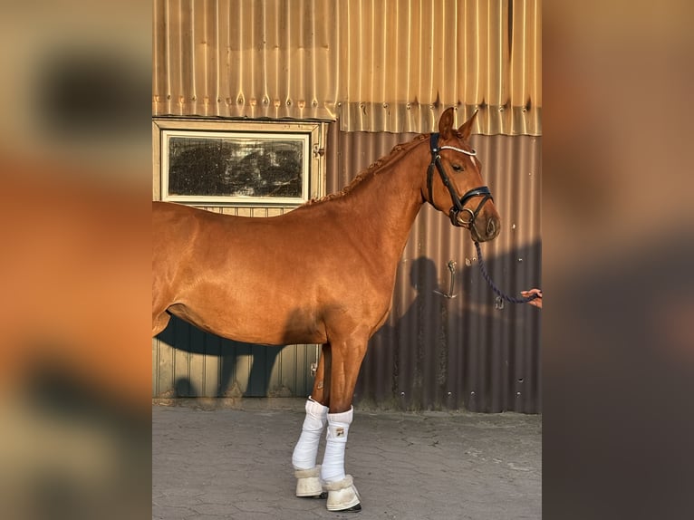 Niemiecki kuc wierzchowy Klacz 3 lat 144 cm Ciemnokasztanowata in Deinste