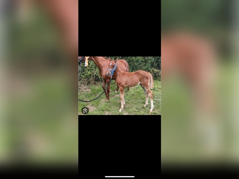 Niemiecki kuc wierzchowy Klacz 3 lat 144 cm Ciemnokasztanowata in Deinste