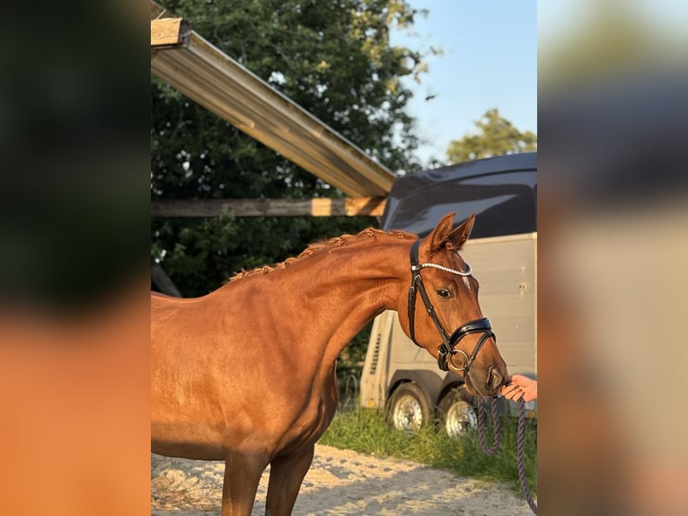 Niemiecki kuc wierzchowy Klacz 3 lat 144 cm Ciemnokasztanowata in Deinste