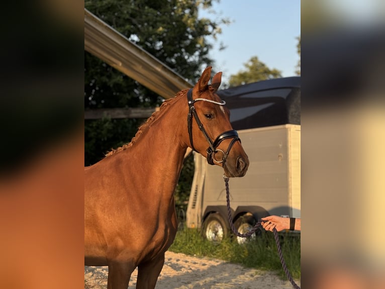 Niemiecki kuc wierzchowy Klacz 3 lat 144 cm Ciemnokasztanowata in Deinste