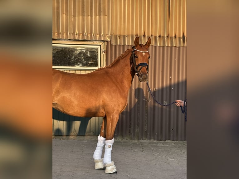 Niemiecki kuc wierzchowy Klacz 3 lat 144 cm Ciemnokasztanowata in Deinste