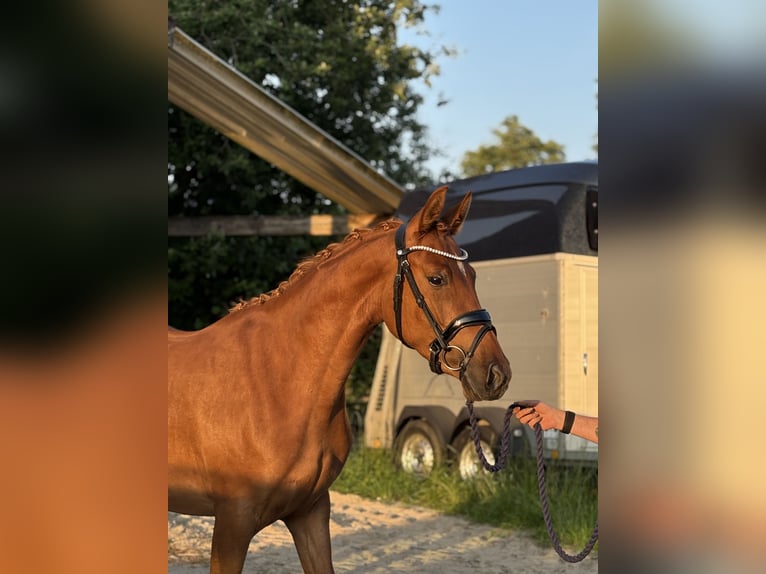Niemiecki kuc wierzchowy Klacz 3 lat 144 cm Ciemnokasztanowata in Deinste
