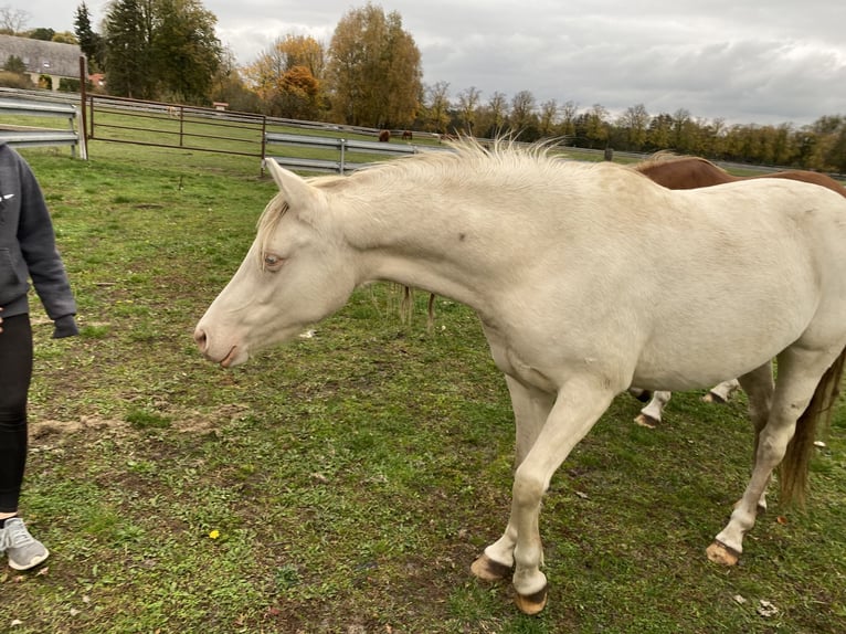 Niemiecki kuc wierzchowy Klacz 3 lat 144 cm Cremello in Treuenbrietzen