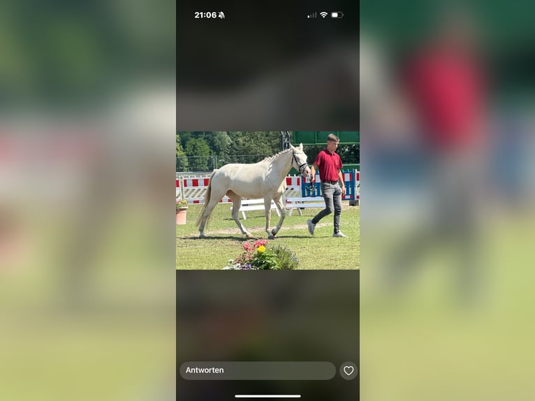 Niemiecki kuc wierzchowy Klacz 3 lat 144 cm Cremello in Treuenbrietzen