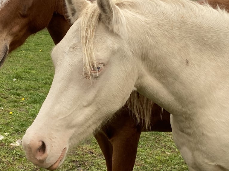 Niemiecki kuc wierzchowy Klacz 3 lat 144 cm Cremello in Treuenbrietzen
