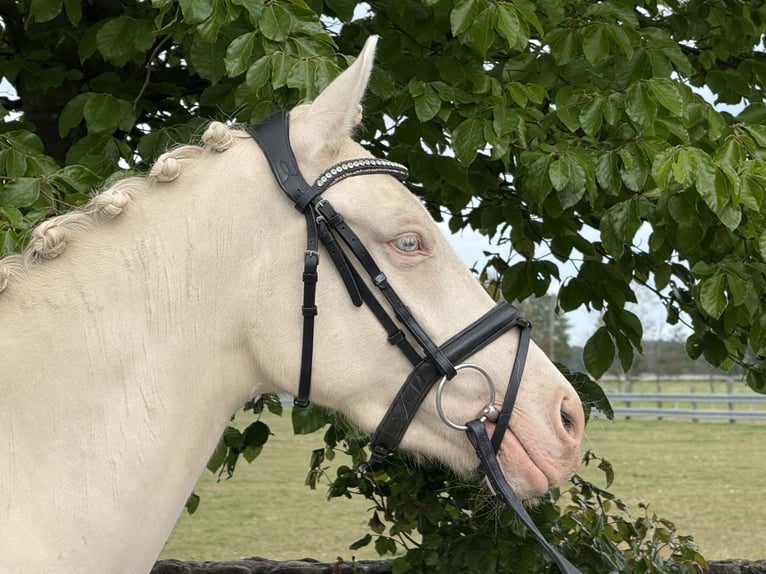 Niemiecki kuc wierzchowy Klacz 3 lat 144 cm Cremello in Treuenbrietzen